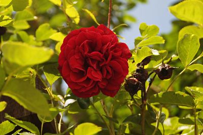 Close-up of red flowering plant