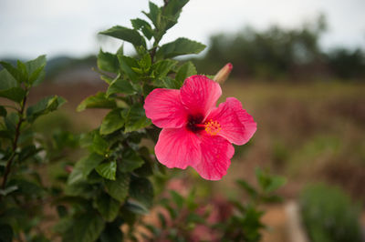 Close-up of pink hibiscus