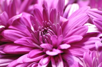 Full frame shot of purple flowers