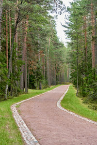 Road amidst trees in forest