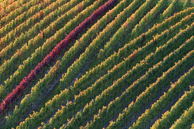 Full frame shot of crops on field