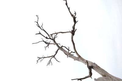 Low angle view of bare tree against clear sky