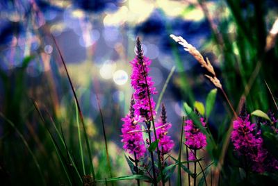 Close-up of purple flowers blooming in field