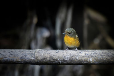 Close-up of bird perching on railing