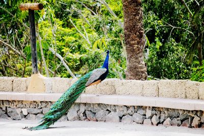 Peacock by tree against clear sky