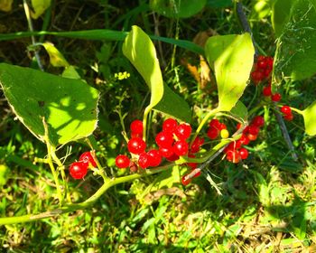 Close-up of red berries on tree