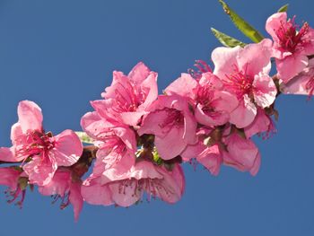 Low angle view of cherry blossoms