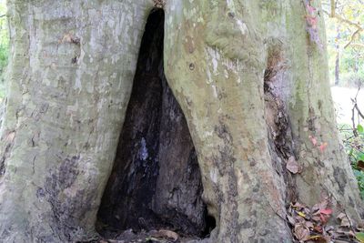 Close-up of tree trunk in forest