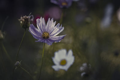 Close-up of purple cosmos flower