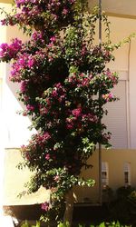 Close-up of flower tree in city