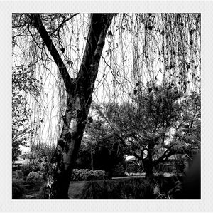 Bare trees against the sky