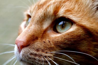 Close-up portrait of ginger cat