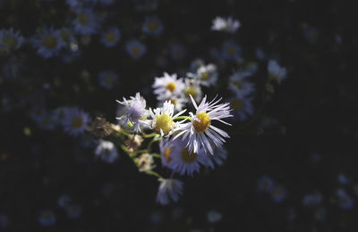 Close-up of purple daisy flowers