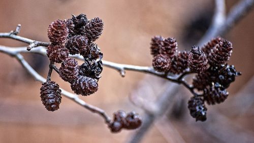 Close-up of snow on plant