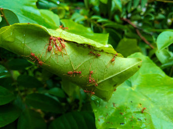 Close-up of insect on plant