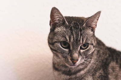 Close-up portrait of cat