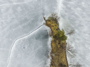 High angle view of plant on land during winter