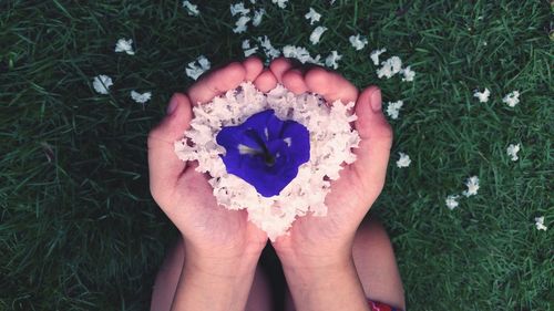 Directly above shot of hand holding flower on field