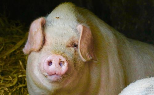 Close-up portrait of pig