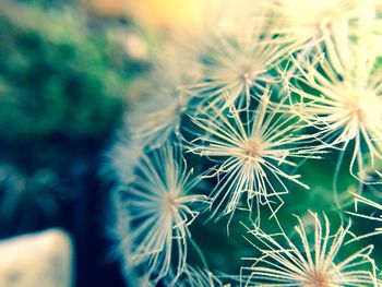 Close-up of dandelion