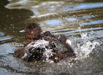 View of bird swimming in lake