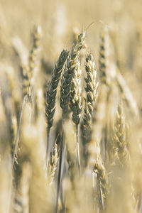 A bunch of several ears of wheat on a field in the sunlight in the afternoon. selective soft focus.