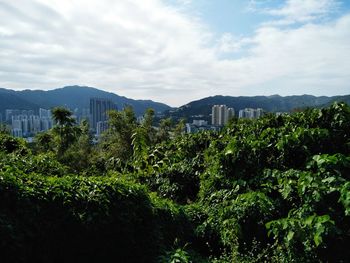 Plants growing in city against sky