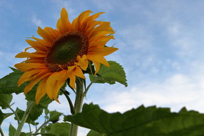 Low angle view of sunflower blooming against sky