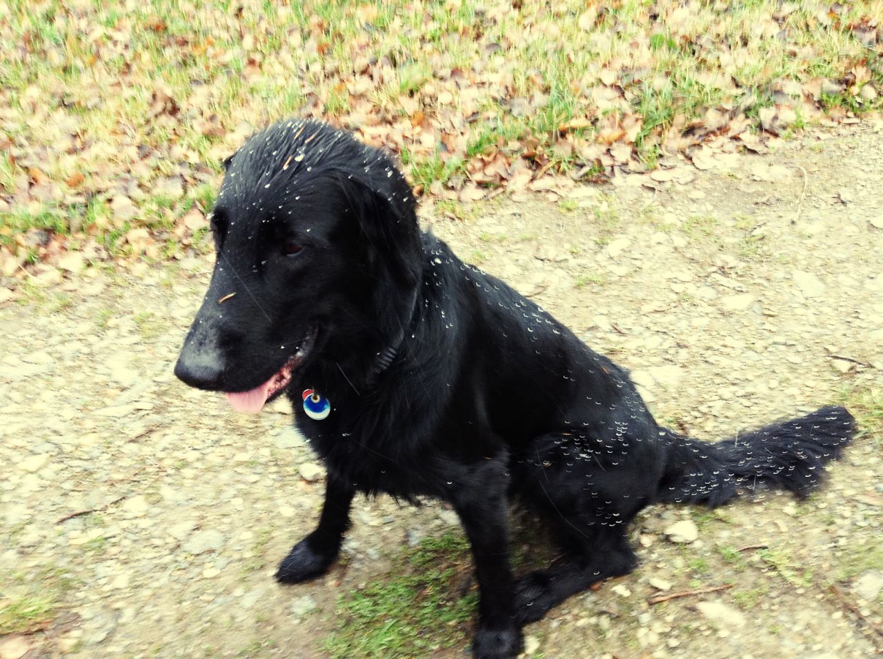 dog, pets, animal themes, one animal, domestic animals, mammal, black color, high angle view, black, looking at camera, portrait, pet collar, field, relaxation, grass, canine, close-up, no people, sticking out tongue, puppy