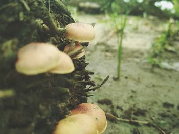 Close-up of mushroom growing on field