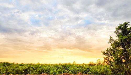 Trees on field against sky during sunset