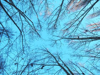 Low angle view of bare trees against sky