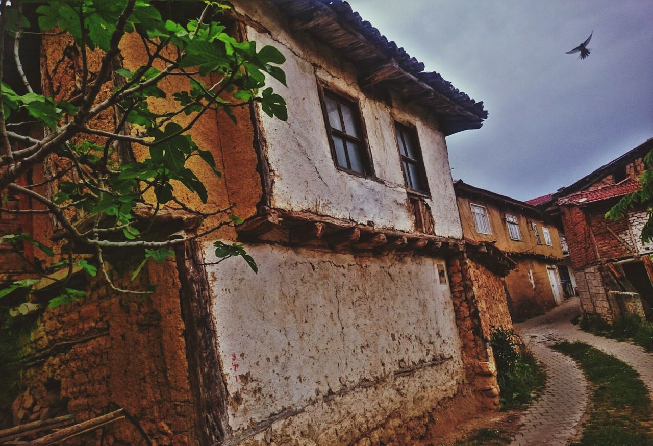 building exterior, architecture, built structure, house, low angle view, outdoors, no people, day, bird, sky, nature, animal themes