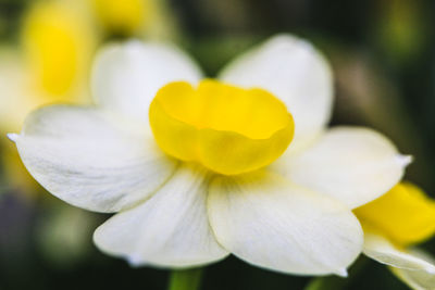 Close-up of white flower blooming outdoors