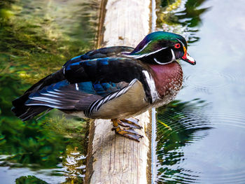 Close-up of bird perching on wooden post in lake