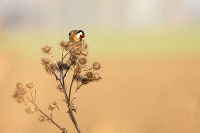 Finch on dried plant