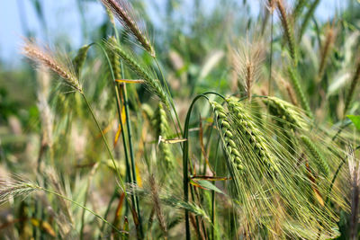 Close-up of wheat growing on field