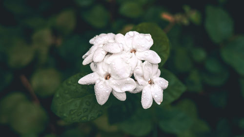 Close-up of wet white flowering plant