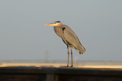 Bird perching on a wall