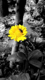 Close-up of yellow flower