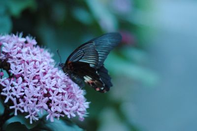 Close-up of butterfly pollinating on purple flower