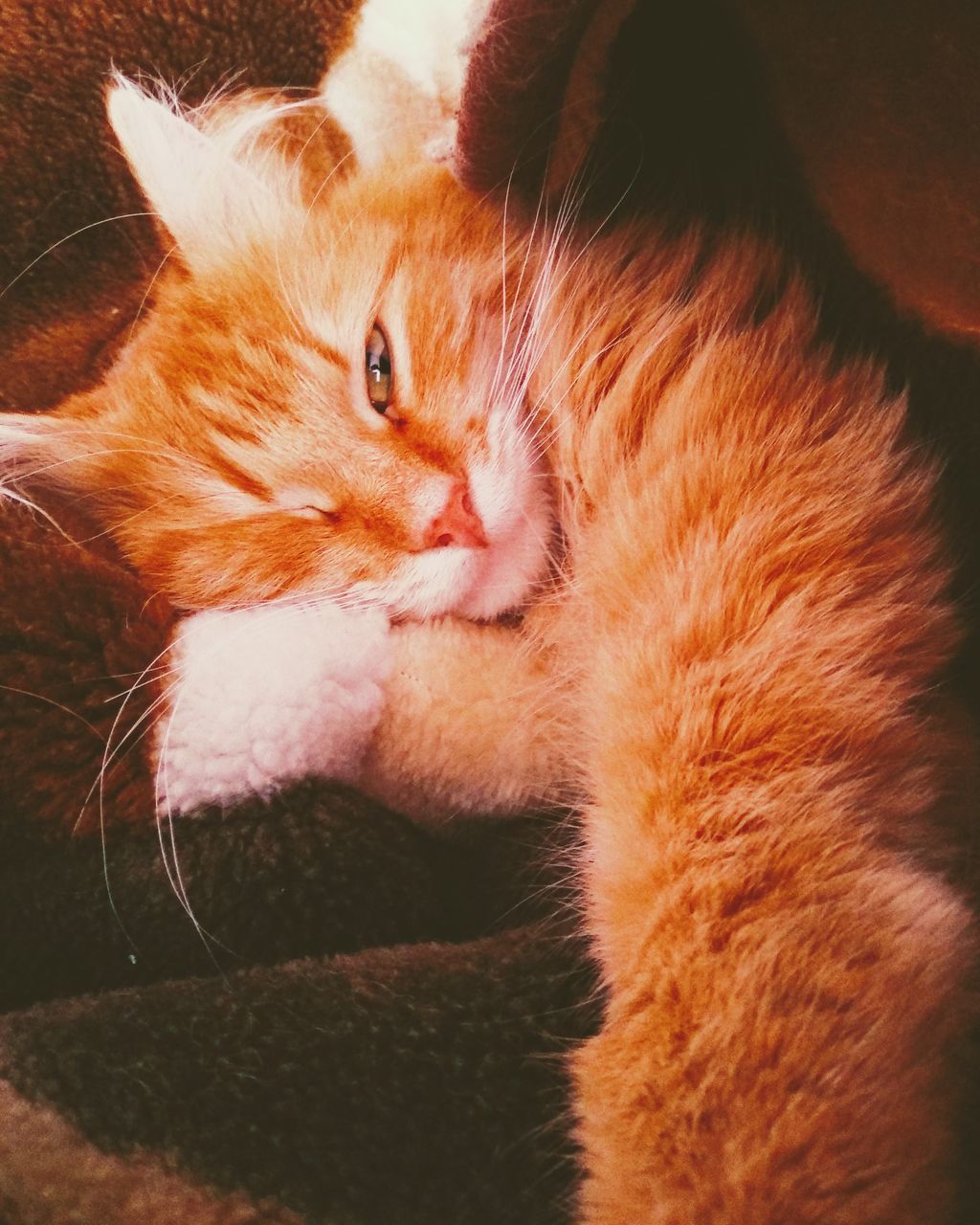 CLOSE-UP PORTRAIT OF A CAT LYING