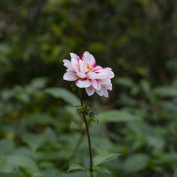 Close-up of pink flowering plant