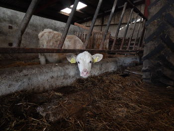 Cow in barn