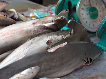 Close-up of fish for sale in market