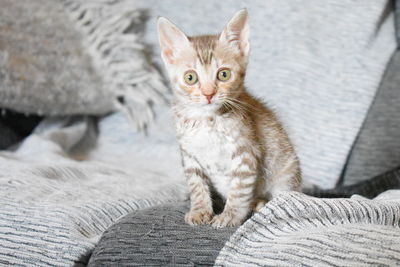 Portrait of kitten sitting