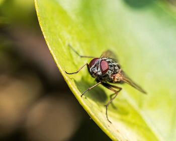 Close-up of fly on leaf