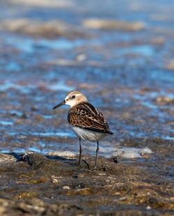 Close-up of bird perching on beach