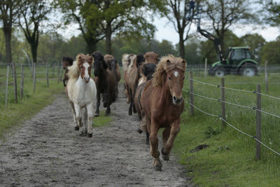 Horses in a field