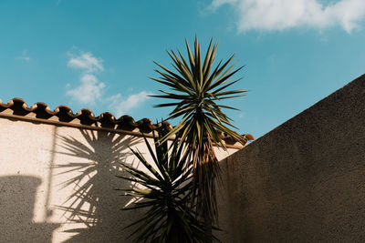 Low angle view of palm trees by house against sky